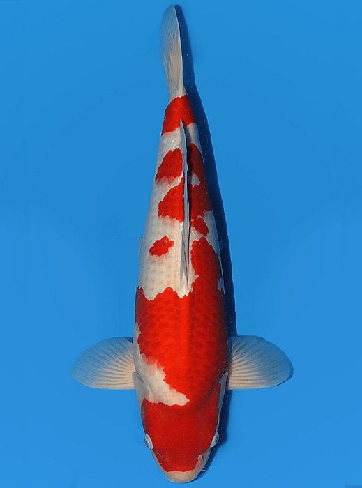 Japanse koi Torazo Kohaku Rokusai + 54 cm Male