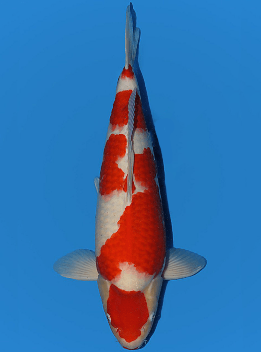 Japanse koi Torazo Kohaku Rokusai + 54 cm Male