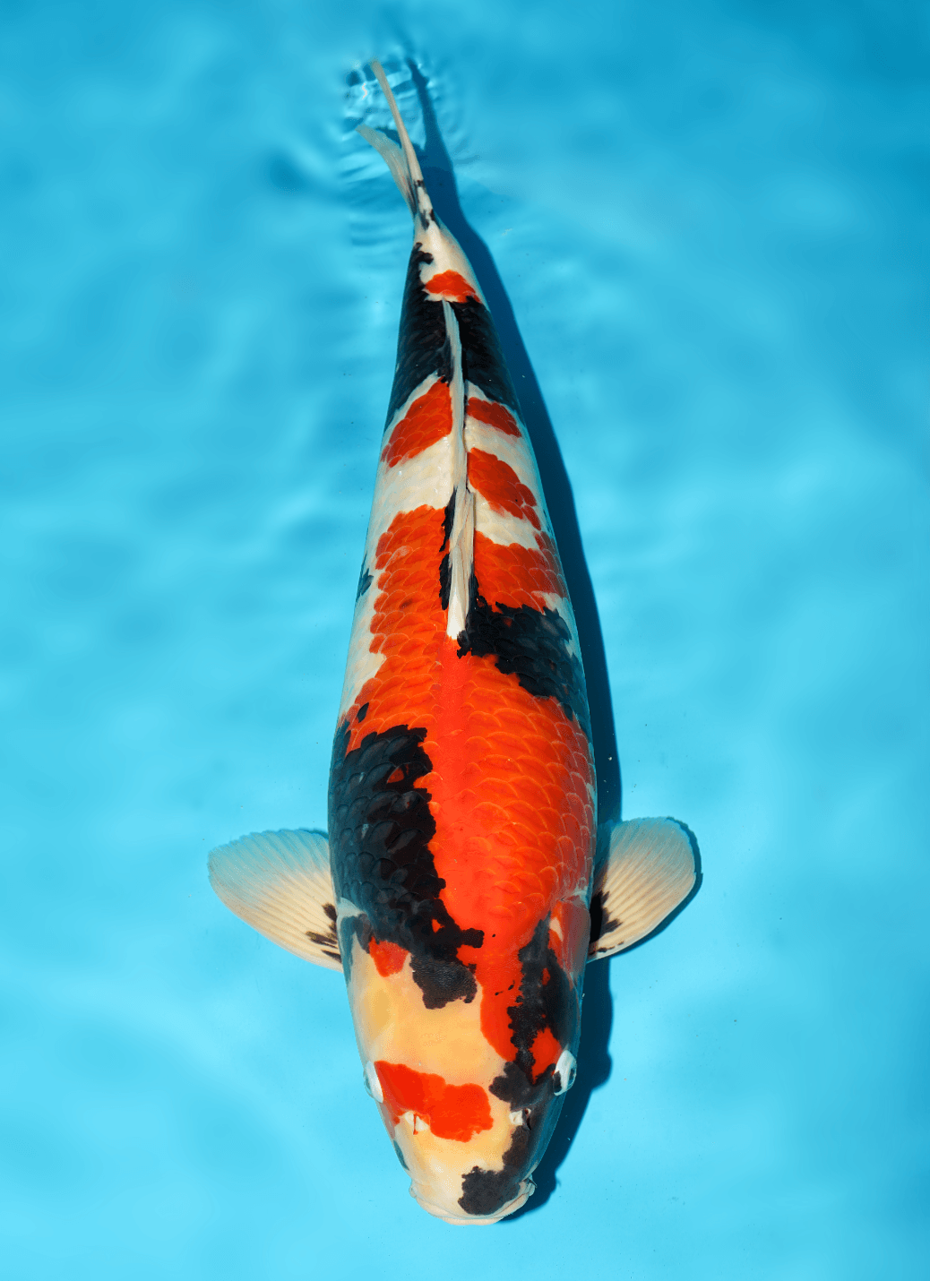 Japanse koi Isa Showa Yonsai 68 cm Male