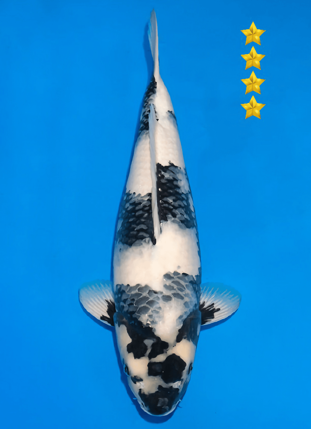 Japanse koi Ogata Shiro-utsuri Omosako Sansai 54 cm Female