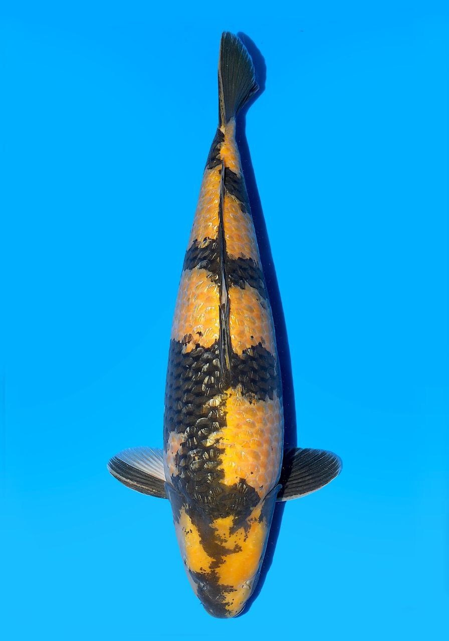 Japanse koi Maruhiro Ginrin Ki-utsuri Gosai 63 cm Female