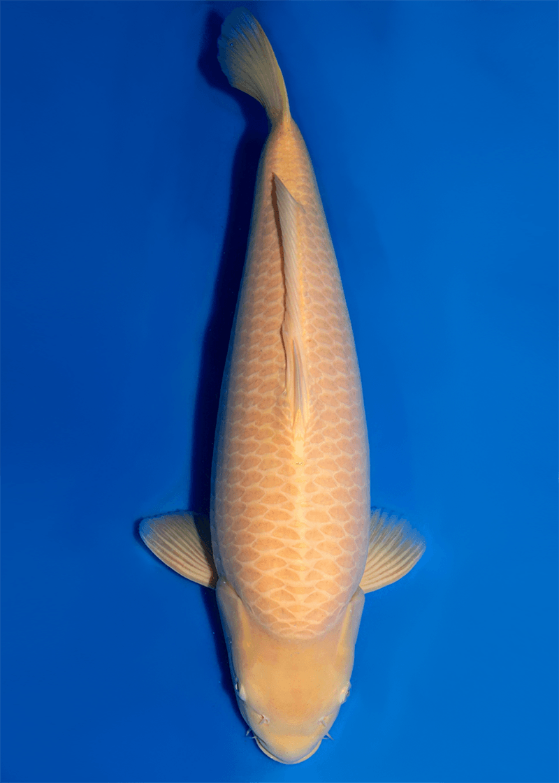 Japanse koi te koop Konishi Karashigoi Konishi Yonsai 70 cm Female