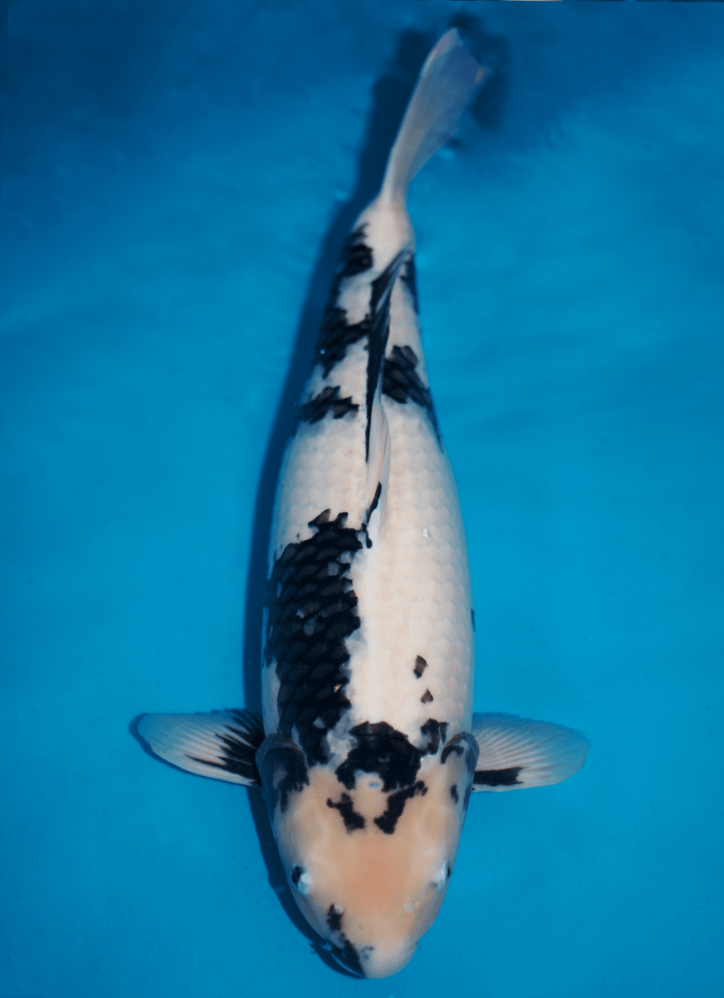 Japanse koi Omosako Othello  Shiro-utsuri Rokusai + 68cm