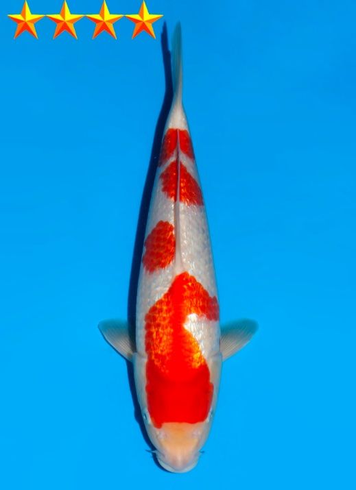 Japanse koi Dainichi Ginrin Kohaku XGinrin Rokusai + 60 cm Female