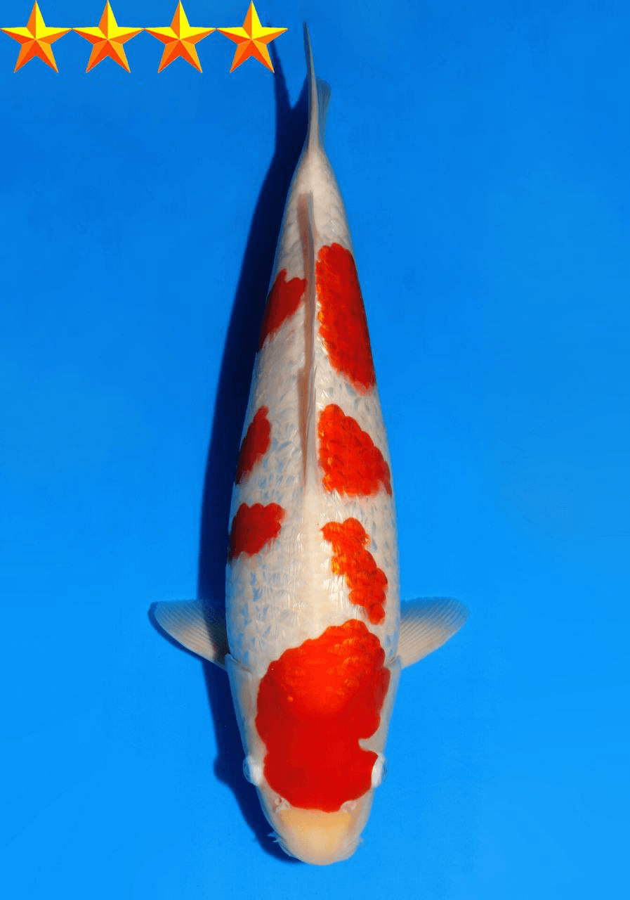 Japanse koi Dainichi XGinrin Ginrin Kohaku Nisai 40cm