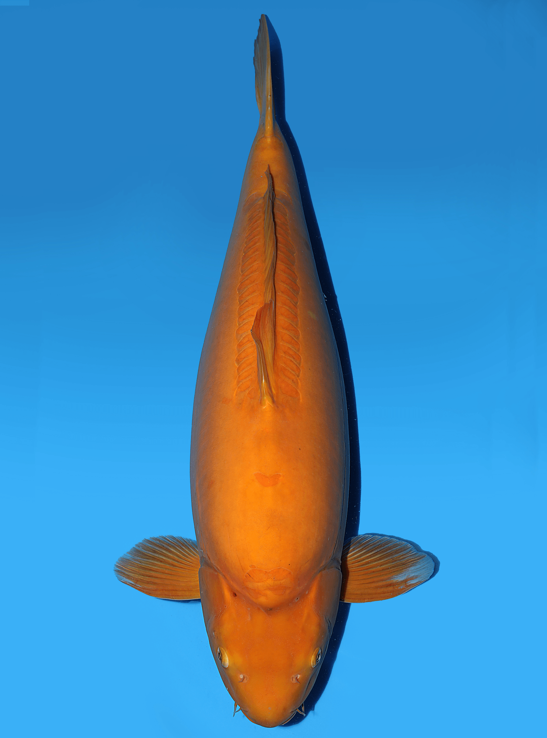 Japanse koi Yagenji Doitsu Karashigoi Rokusai + 82 cm Female