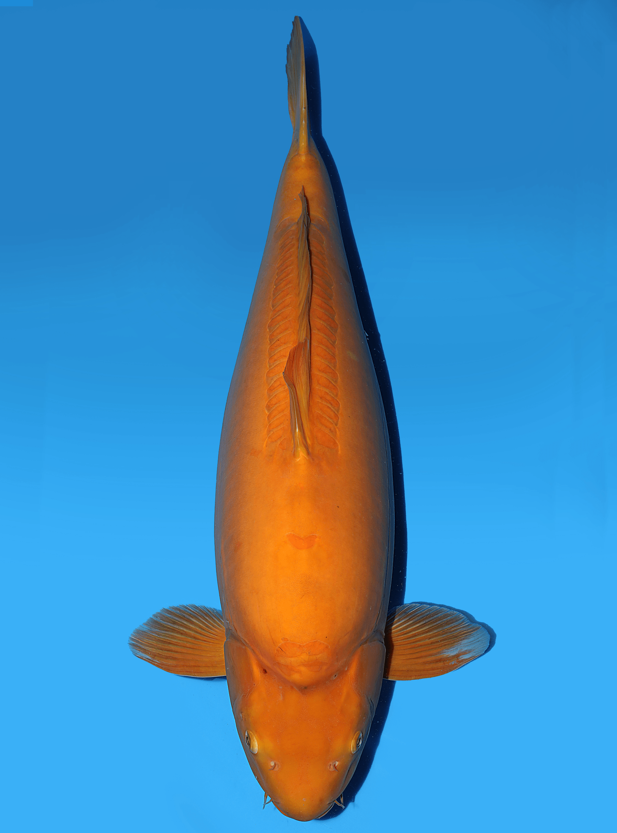 Japanse koi Yagenji Doitsu Karashigoi Rokusai + 82 cm Female