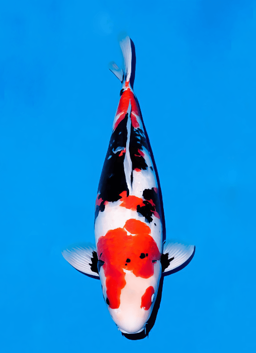 Japanse koi Ogata Showa Isa Rokusai + 70 cm Female