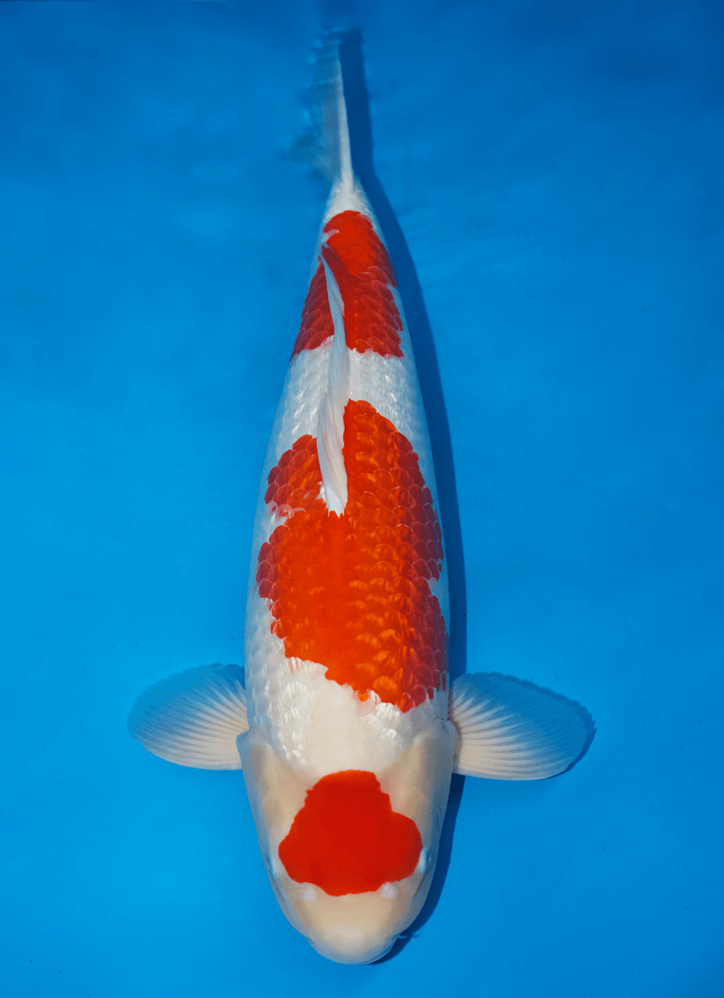 Japanse koi Momotaro Ginrin Kohaku Mako Rokusai + 65 cm Female