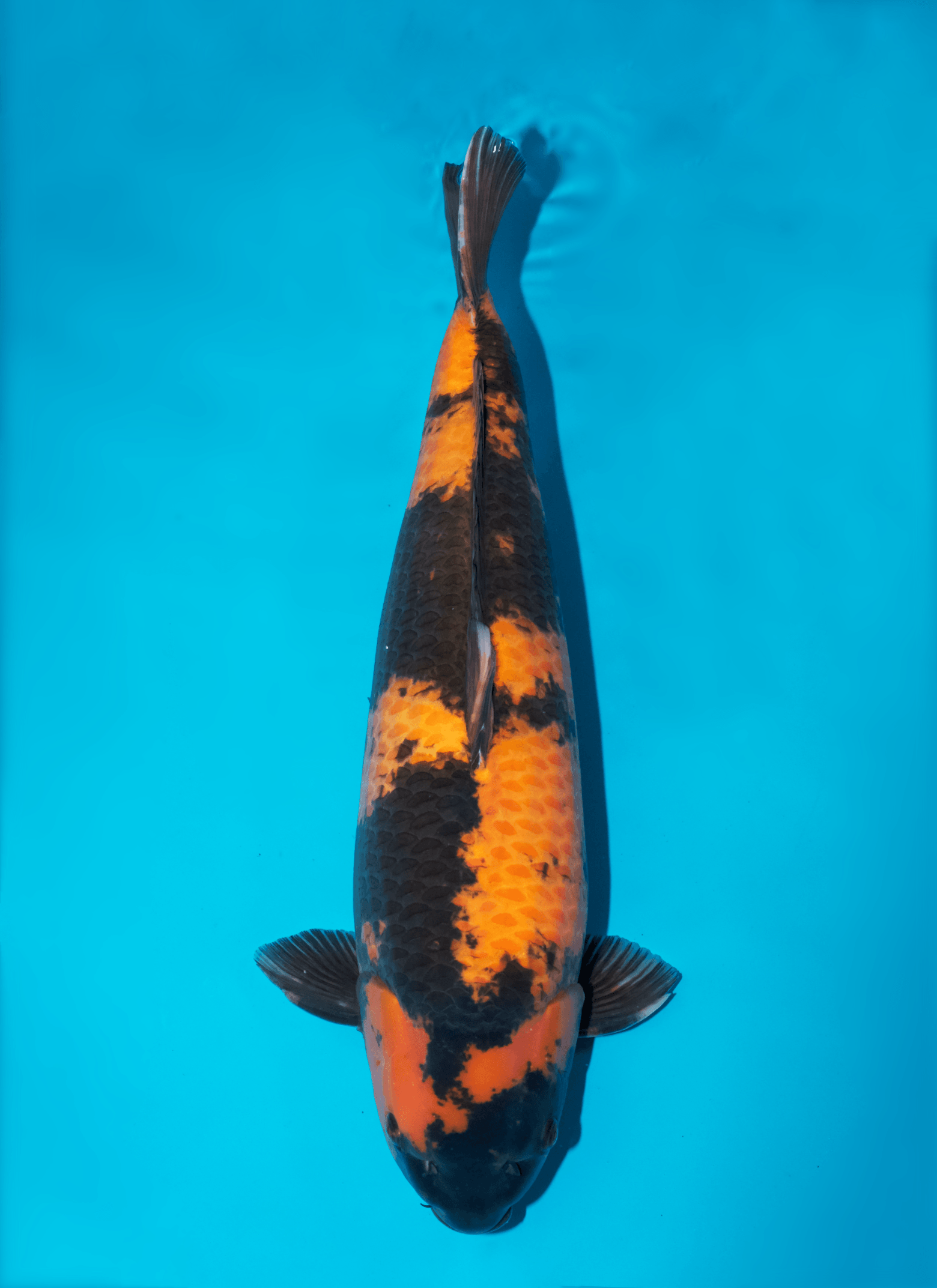Japanse koi Ogata Hi-utsuri Gosai 61 cm Male