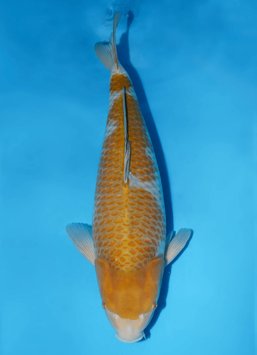 Japanse koi Ikarashi Ochiba Yonsai 66 cm Female