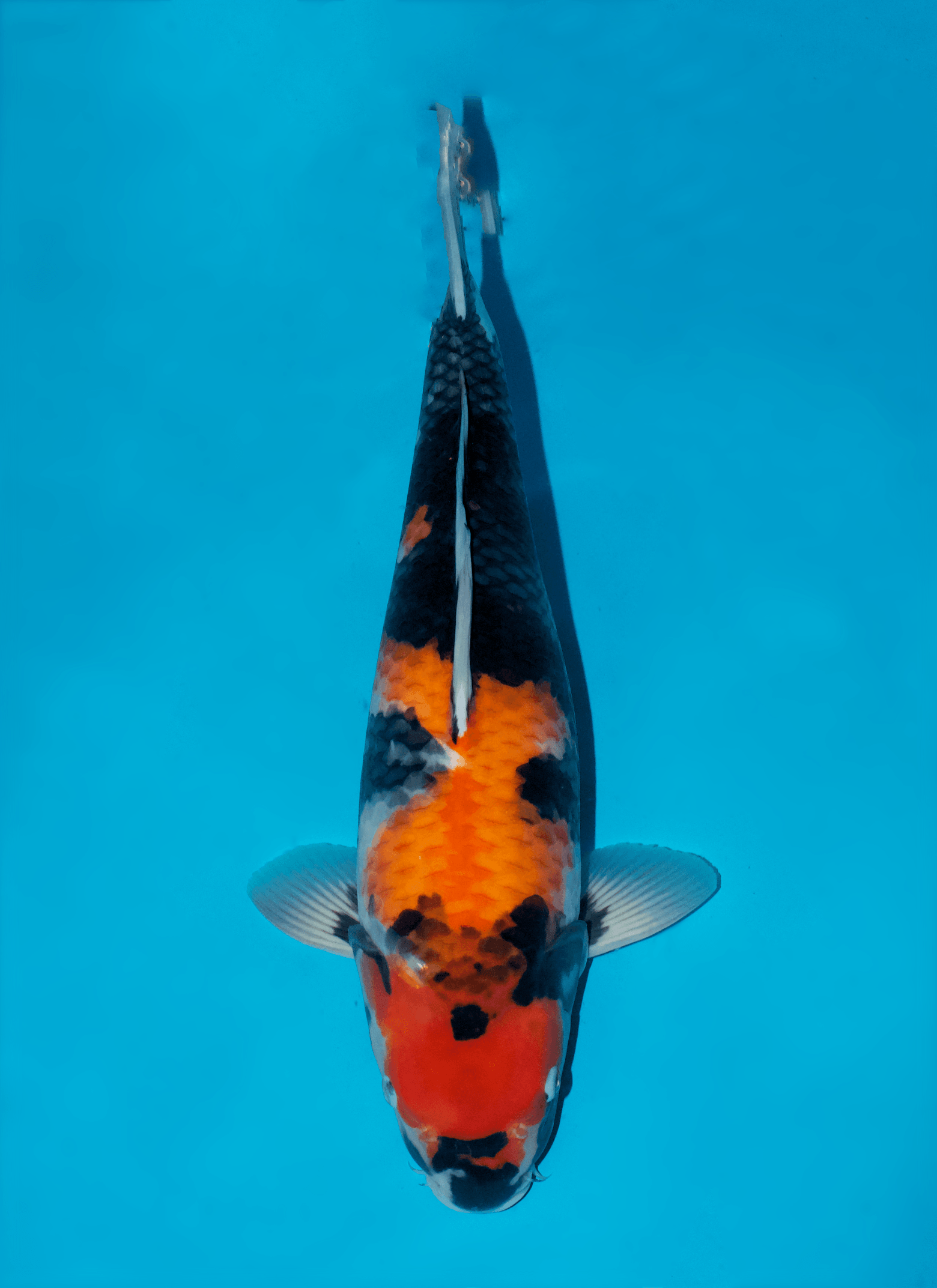 Japanse koi Sakai Fish Farm Showa Sakai Gosai 53 cm Female
