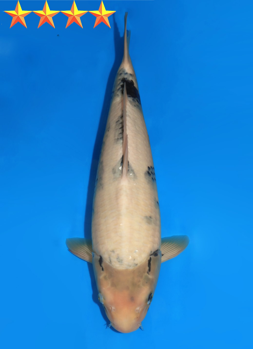 Japanse koi Dainichi MonaLisa  Shiro-utsuri Tosai 46cm