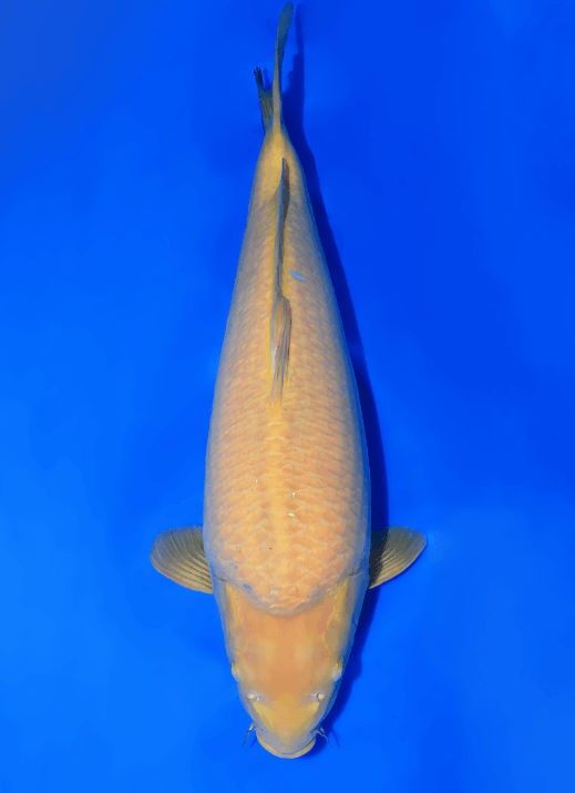 Japanse koi Konishi Karashigoi Rokusai + 64 cm Female