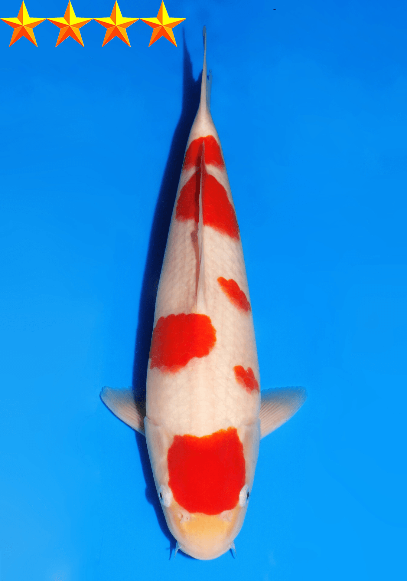 Japanse koi Dainichi Kohaku RedTiger Yonsai 46 cm Unknown