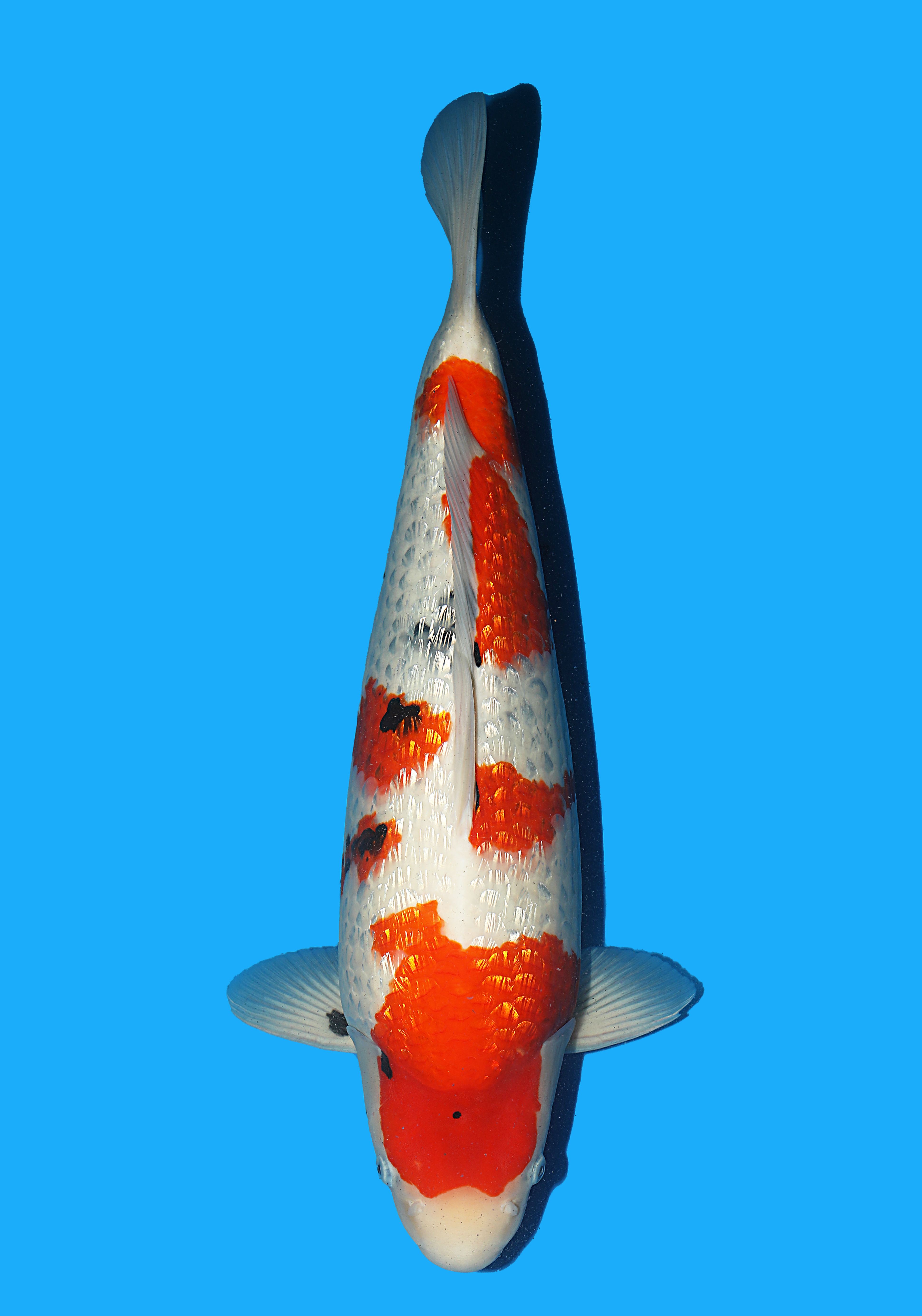 Japanse koi Hiroi Ginrin Showa Rokusai + 56 cm Female