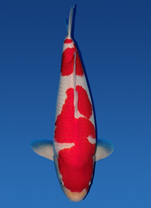 Japanse koi Torazo Kohaku Rokusai + 70 cm Male