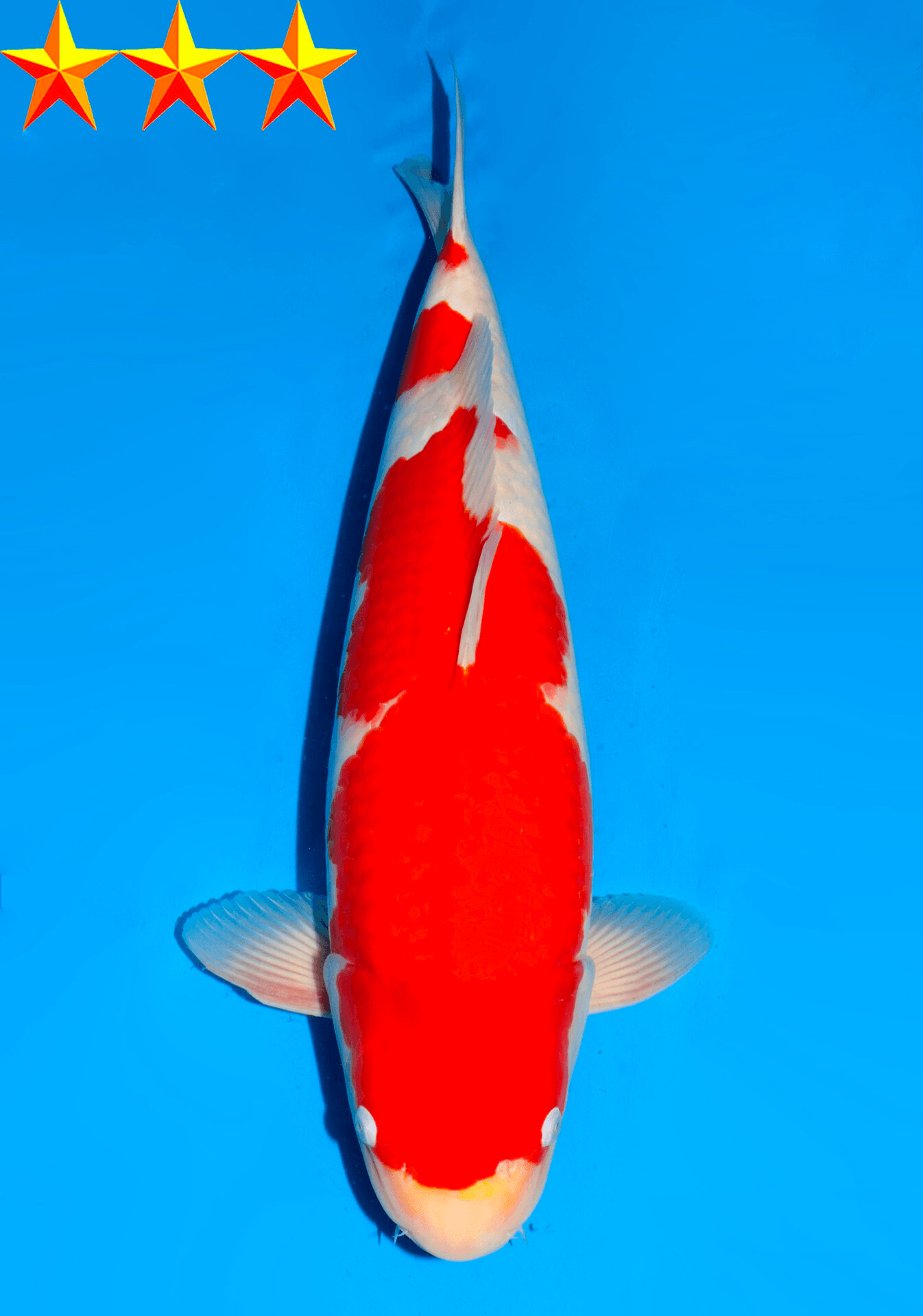 Japanse koi Dainichi RedTiger  Kohaku Sansai 56cm