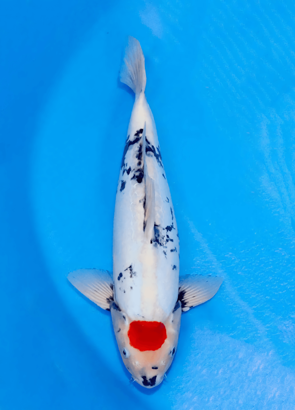 Japanse koi Marushin Doitsu Showa Rokusai + 50 cm Male