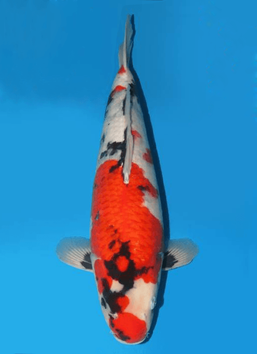 Japanse koi Dainichi Toyota Showa Hourai Rokusai + 58 cm Female