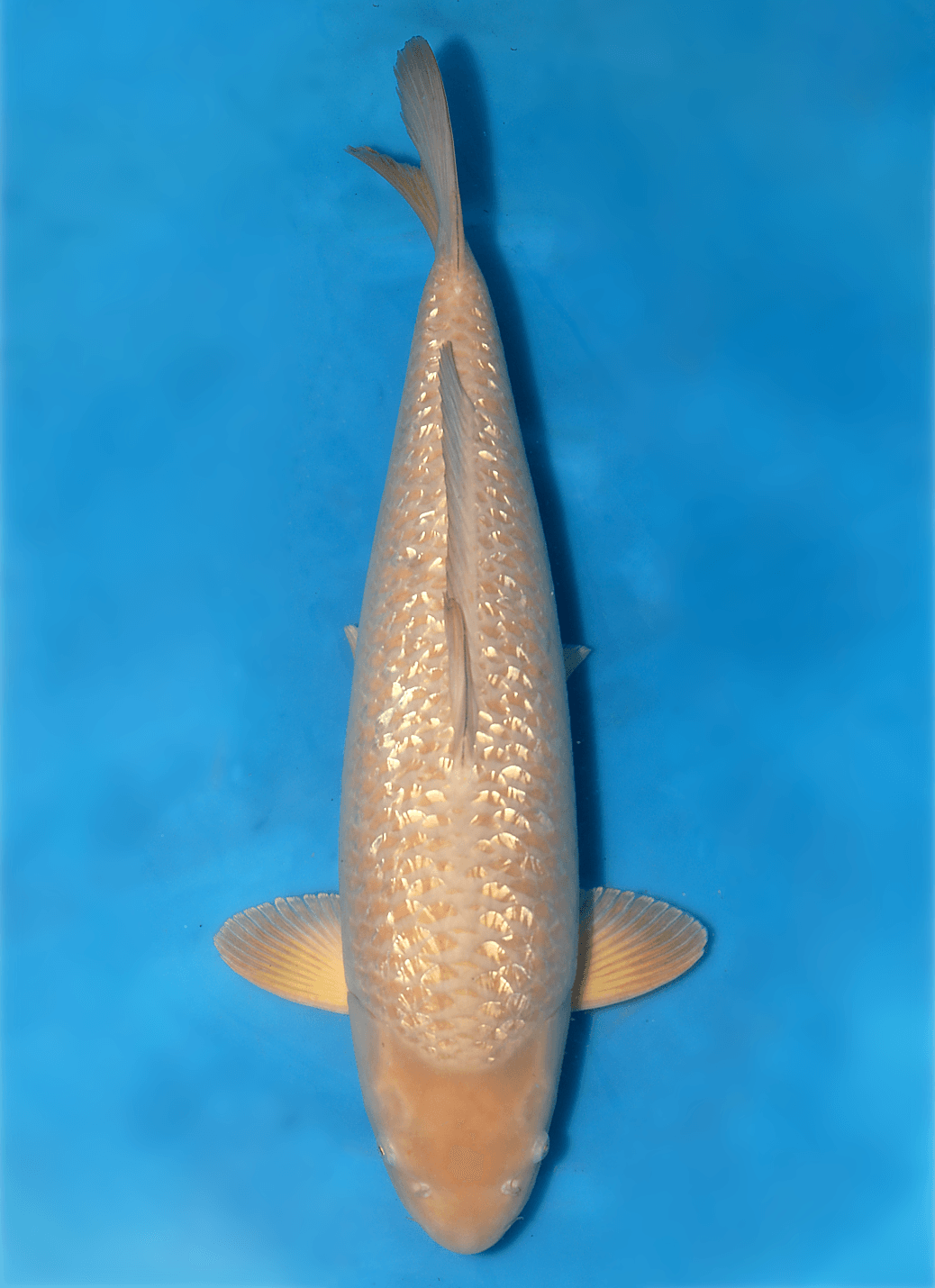 Japanse koi Maruhiro  Ginrin Chagoi Yonsai 72cm