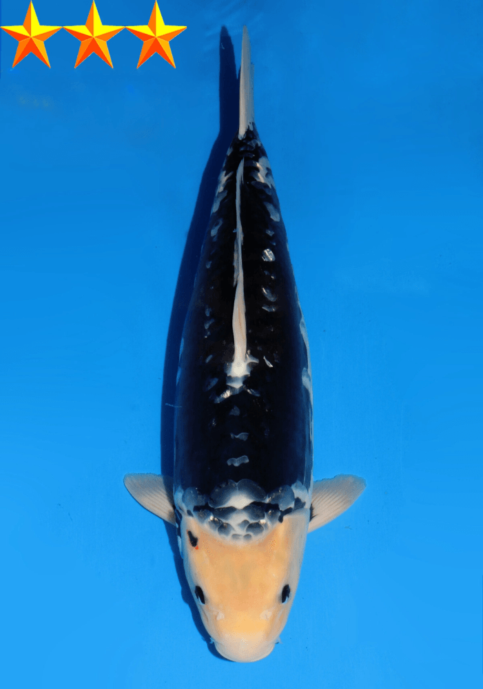 Japanse koi Dainichi  Doitsu Soragoi Yonsai 55cm