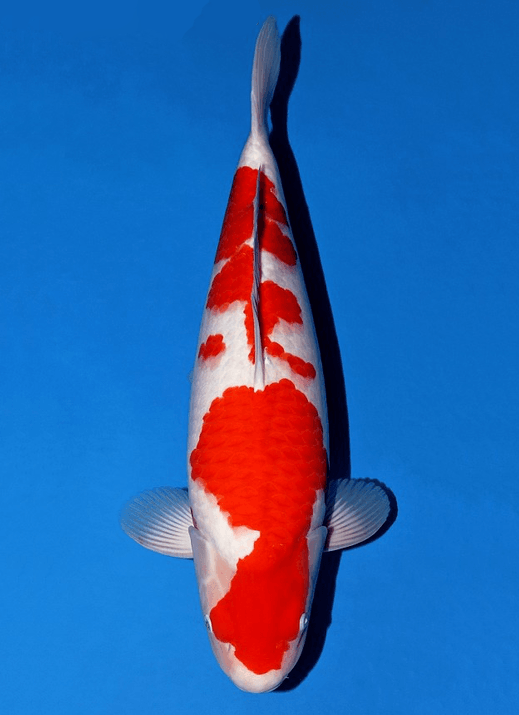 Japanse koi Momotaro Kohaku Mako Rokusai + 54 cm Female