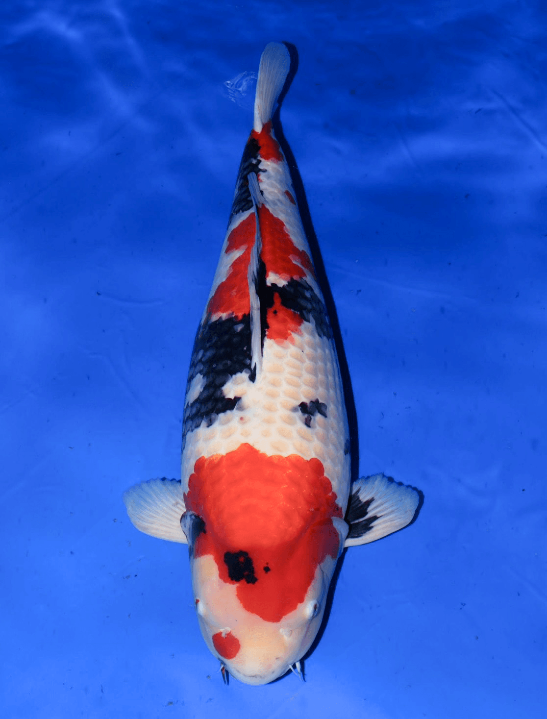 Japanse koi Isa   Showa Gosai 82cm