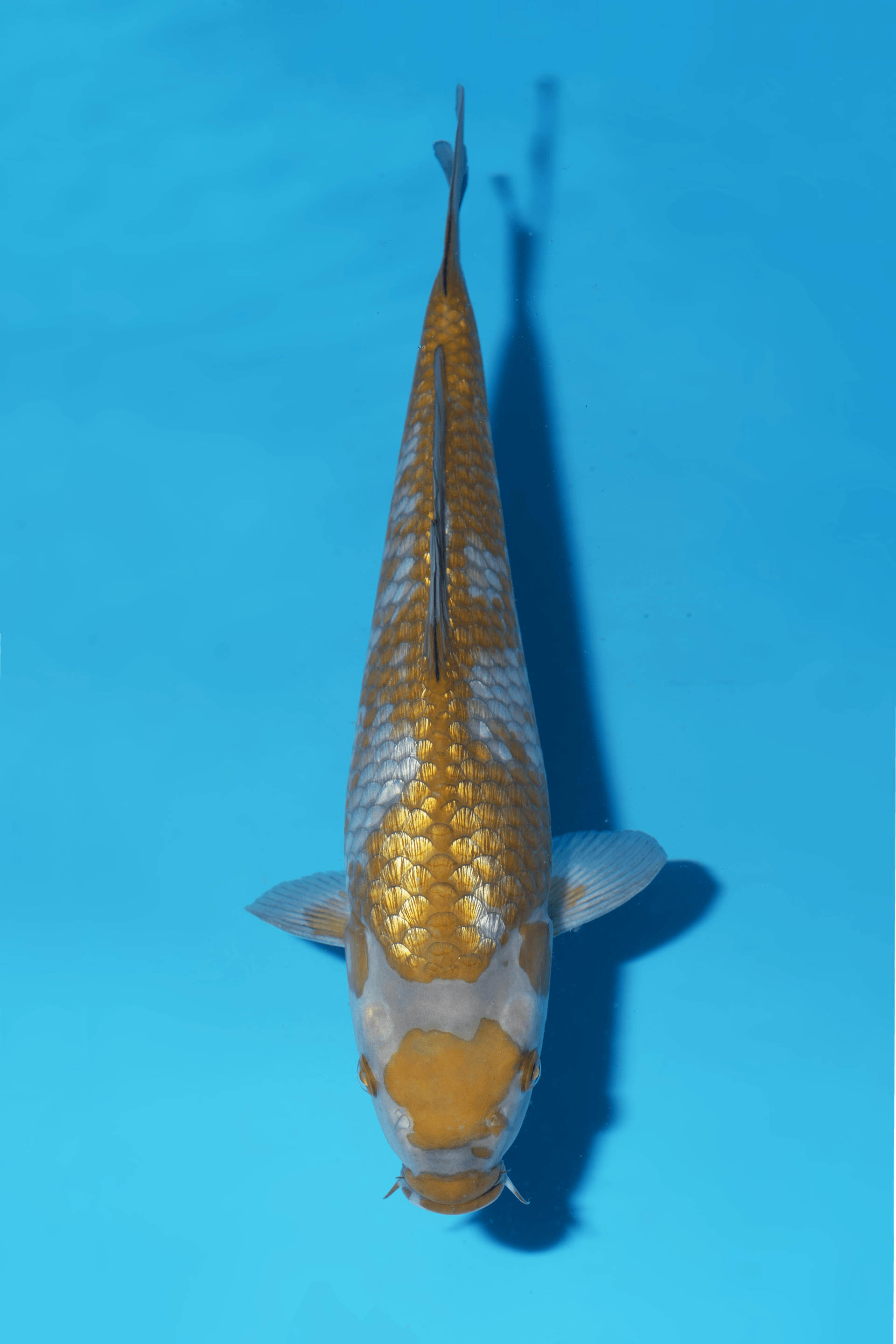 Japanse koi Ikarashi Ginrin Ochiba Yonsai 32 cm Unknown