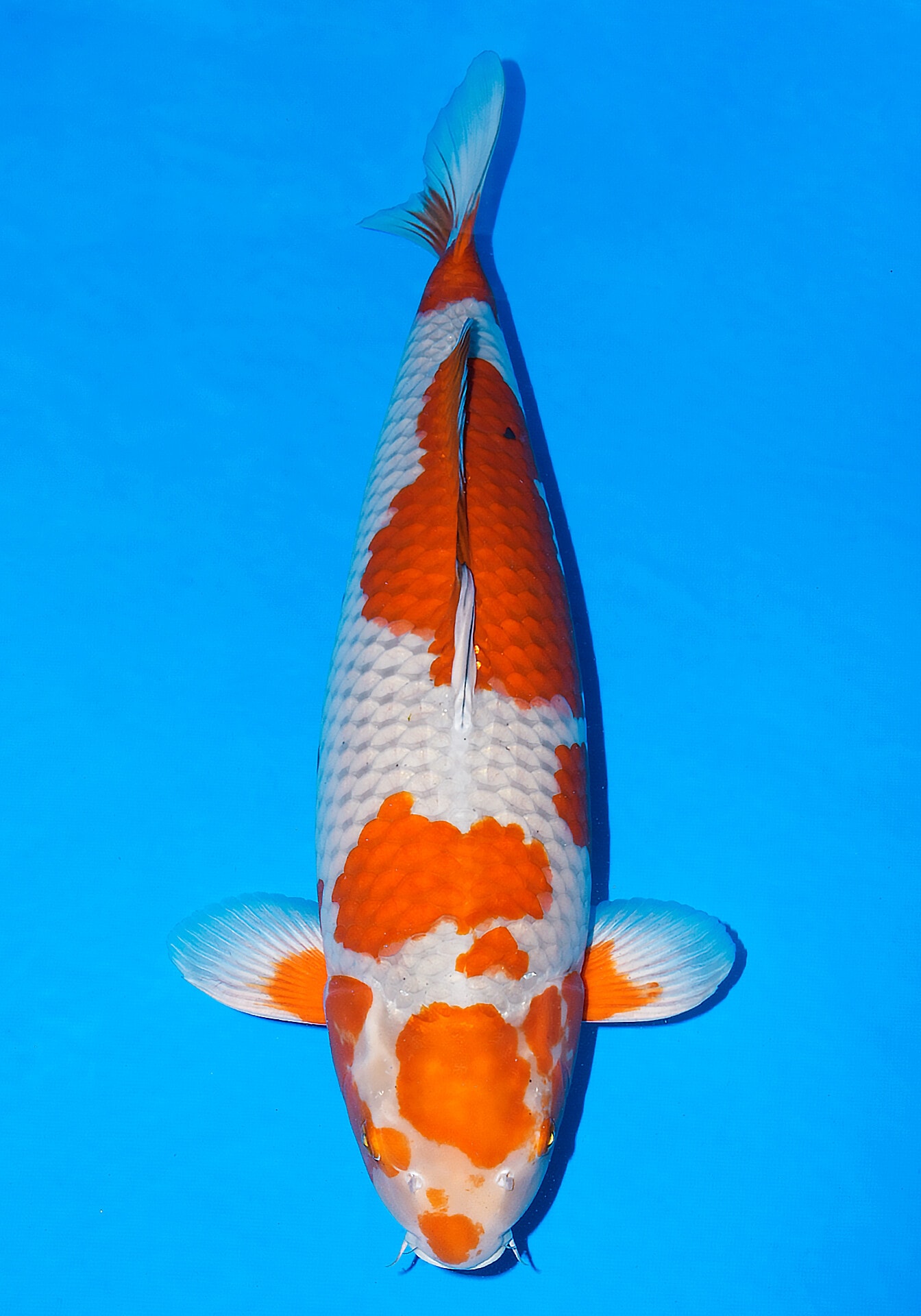 Japanse koi Kanezo Ochiba Rokusai + 66 cm Female