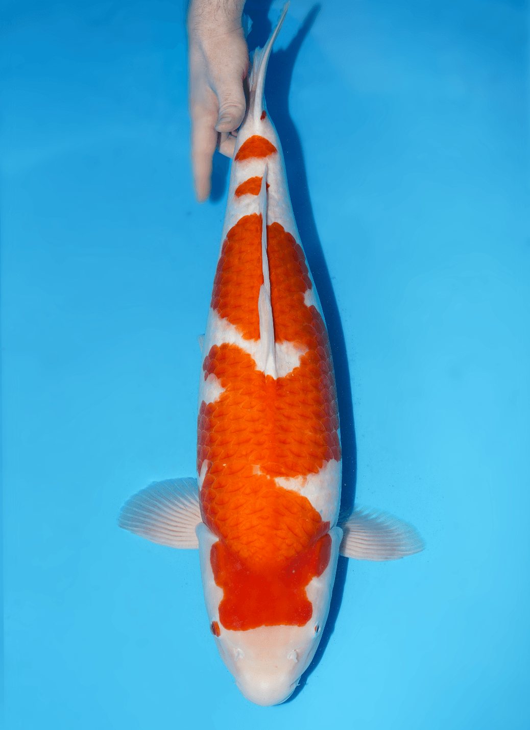 Japanse koi te koop Ikarashi Kohaku Yonsai 65 cm Female
