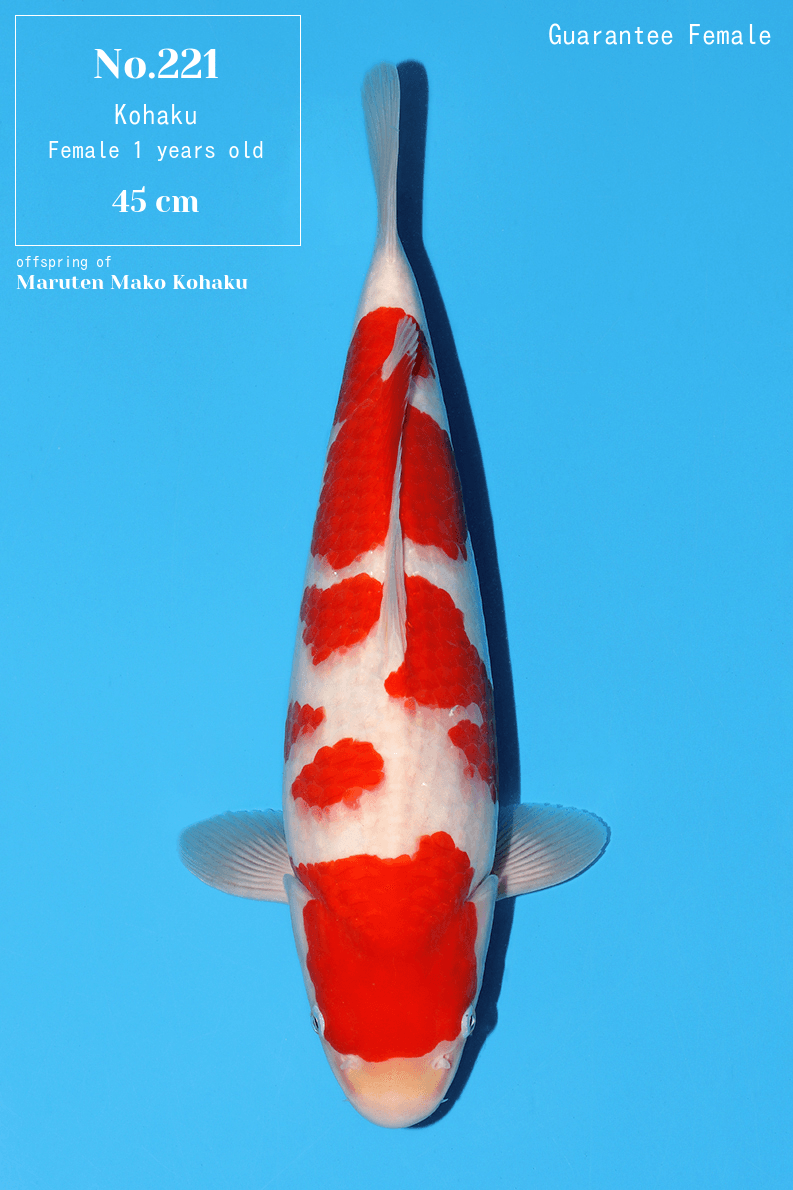 Japanse koi Momotaro Kohaku Maruten Mako Sansai 68 cm Female