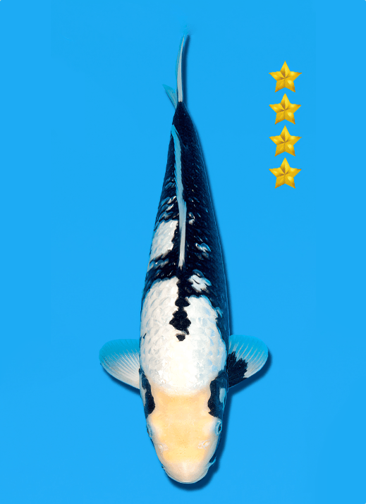 Japanse koi Ogata Ginrin Matsukawabake Izumiya Yonsai 32 cm Female