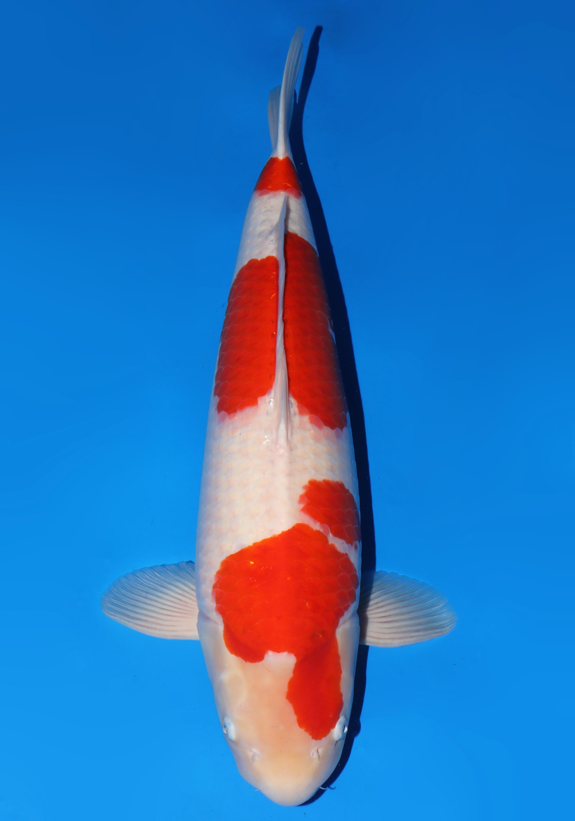 Japanse koi Dainichi Toyota Kohaku Kinsen x Nao Sansai 68 cm Female