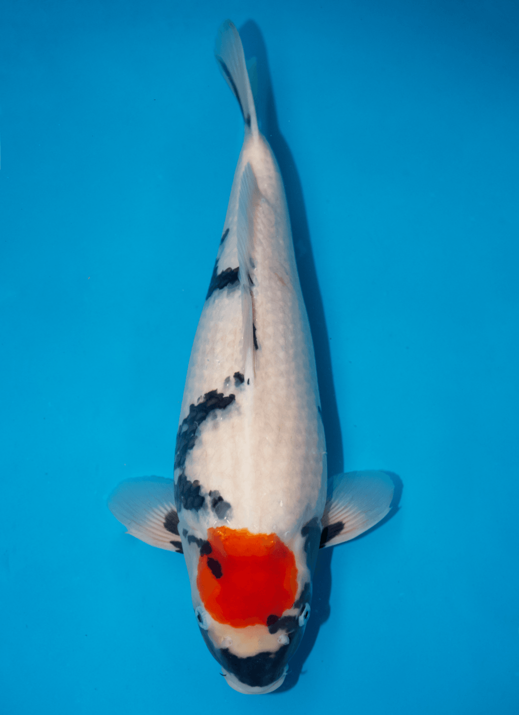 Japanse koi Isa Showa Rokusai + 46 cm Female