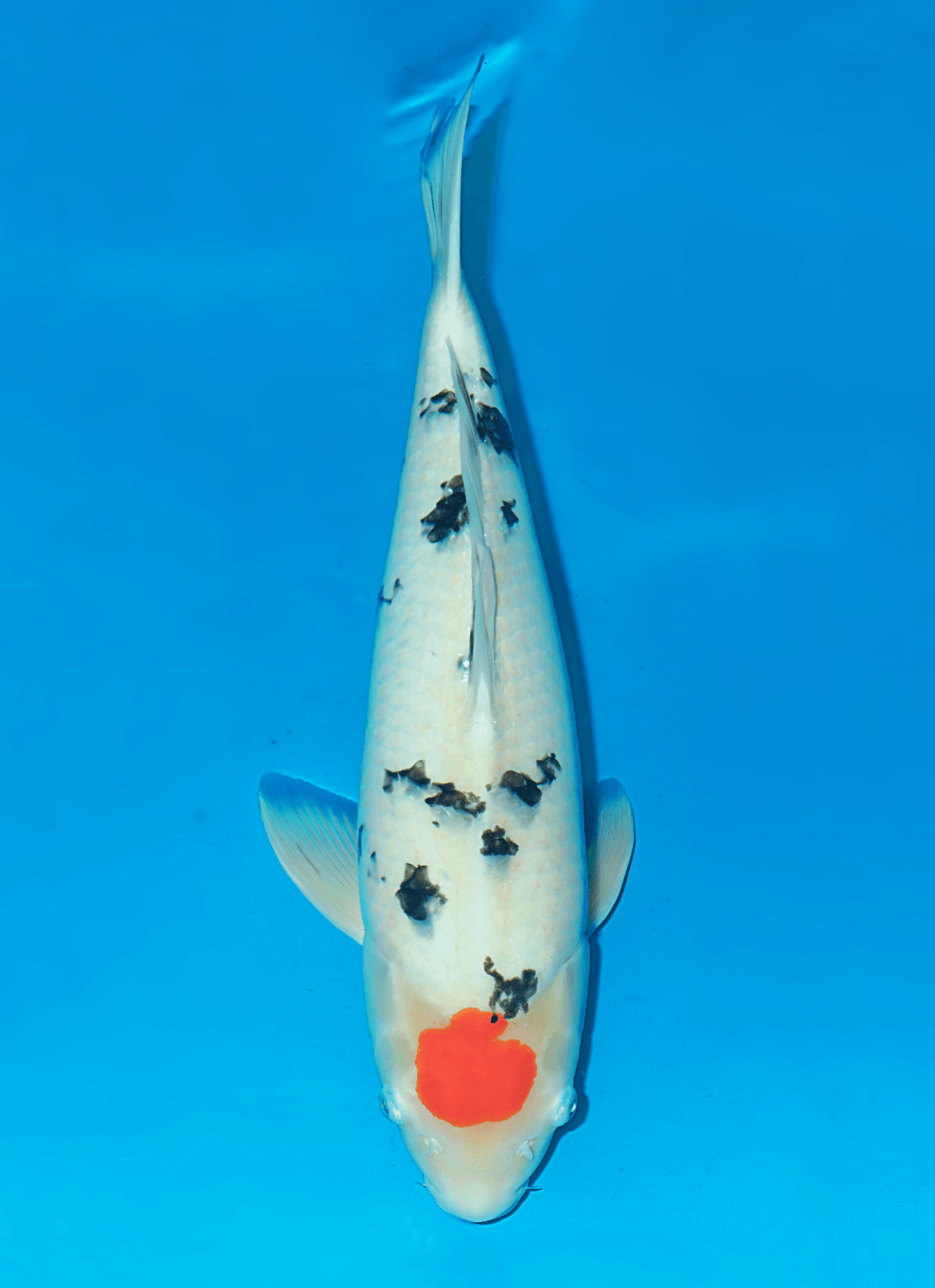 Japanse koi Momotaro   Sanke Yonsai 60cm