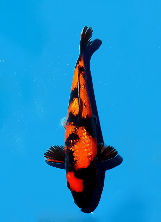 Japanse koi Ogata Ginrin Hi-utsuri Shinoda Gosai 22 cm Unknown
