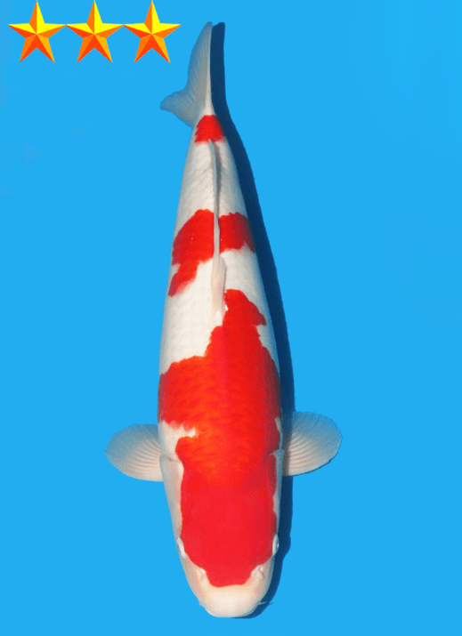 Japanse koi Dainichi Toyota Kohaku Kinsen Rokusai + 59 cm Female