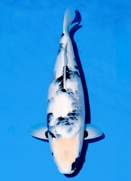 Japanse koi Ogata Shiro-utsuri Omosako Rokusai + 55 cm Female