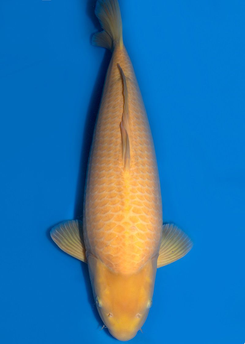 Japanse koi Konishi Karashigoi Konishi Gosai 78 cm Female