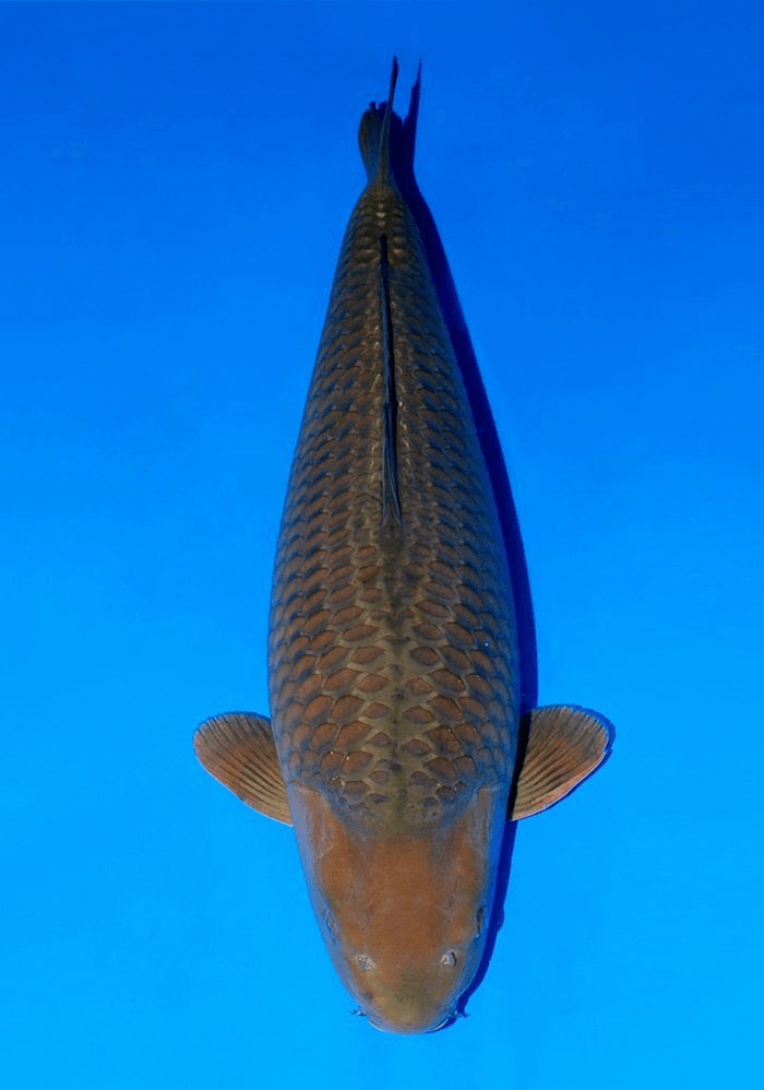 Japanse koi Sakai Fish Farm Yellow Magic  Chagoi Yonsai 75cm