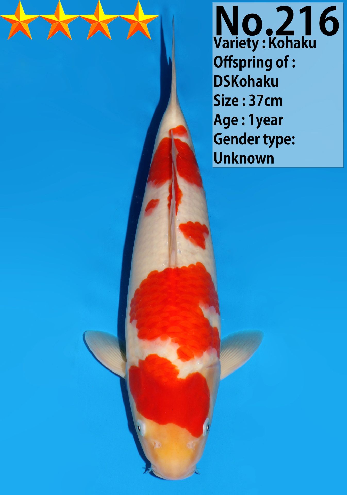 Japanse koi Dainichi Kohaku DSKohaku Rokusai + 37 cm Unknown