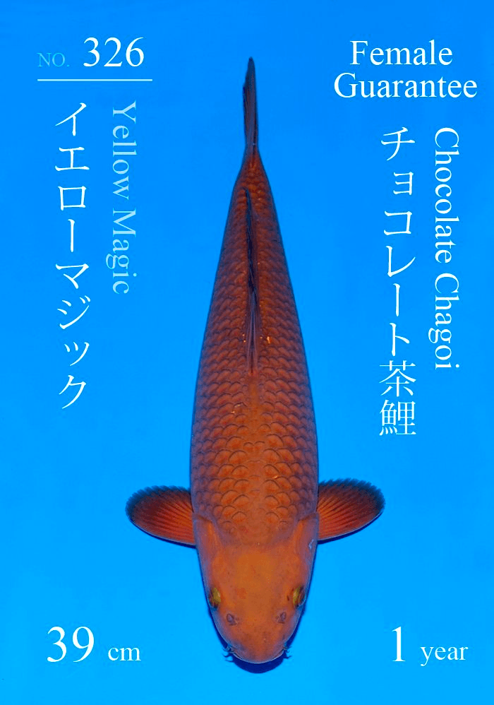 Japanse koi Sakai Fish Farm Chagoi Gosai 67 cm Female