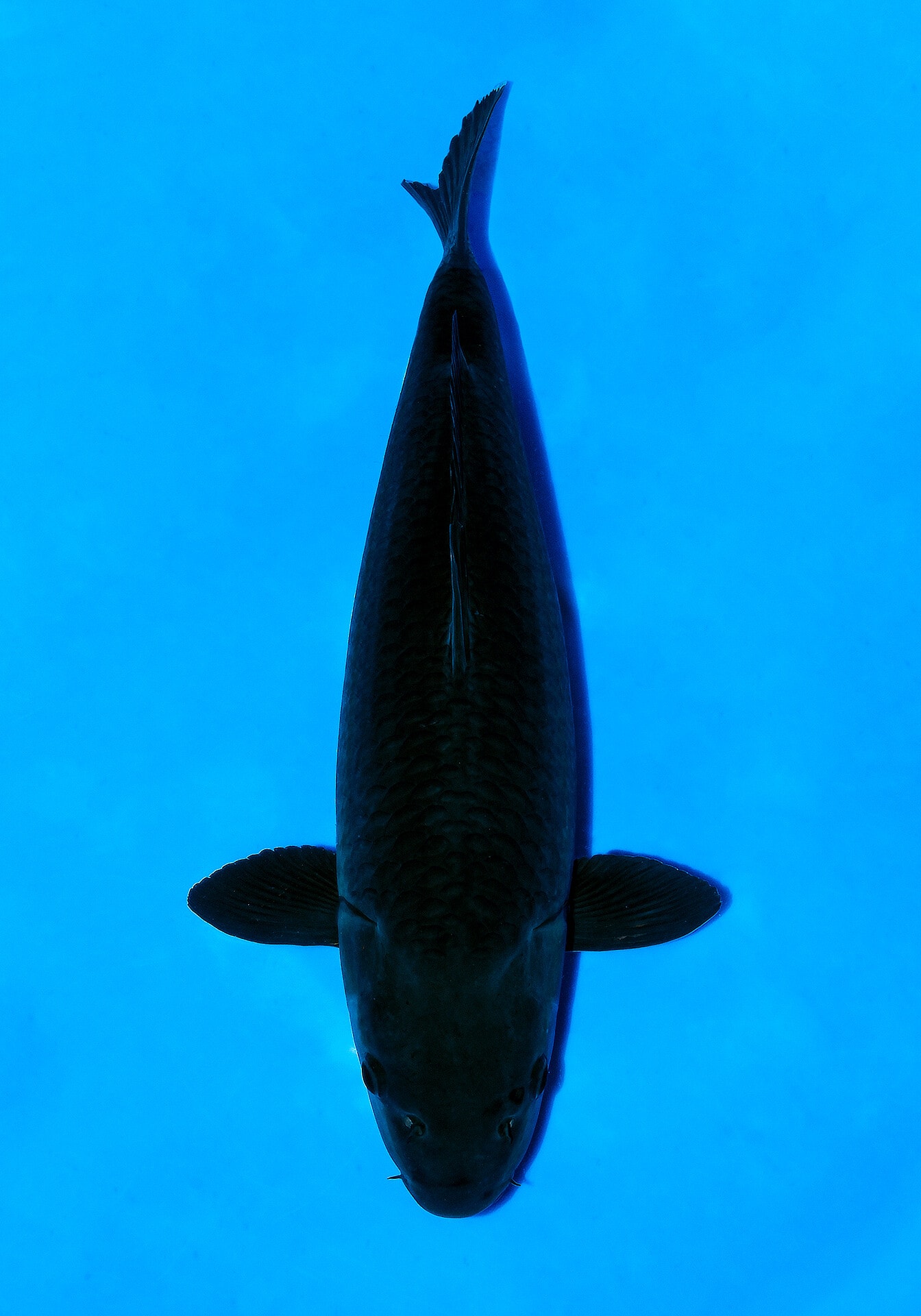 Japanse koi Yamaju   Karasugoi Gosai 65cm