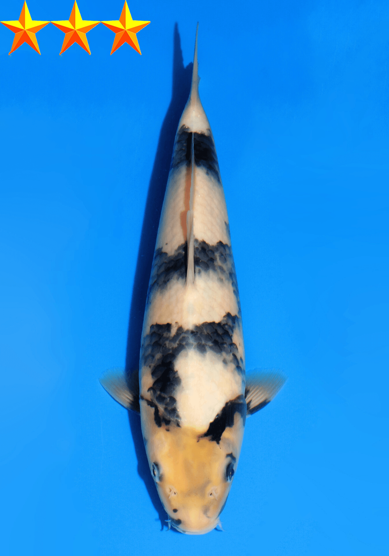 Japanse koi Dainichi Showa SuperMonster Yonsai 29 cm Unknown