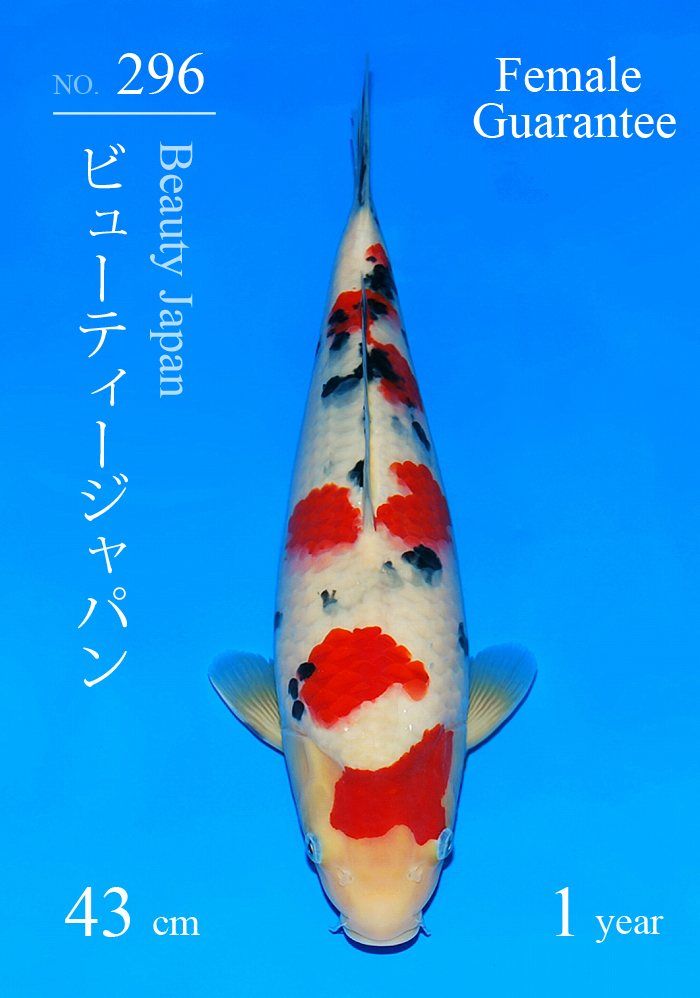 Japanse koi Sakai Fish Farm Sanke Yonsai 43 cm Female