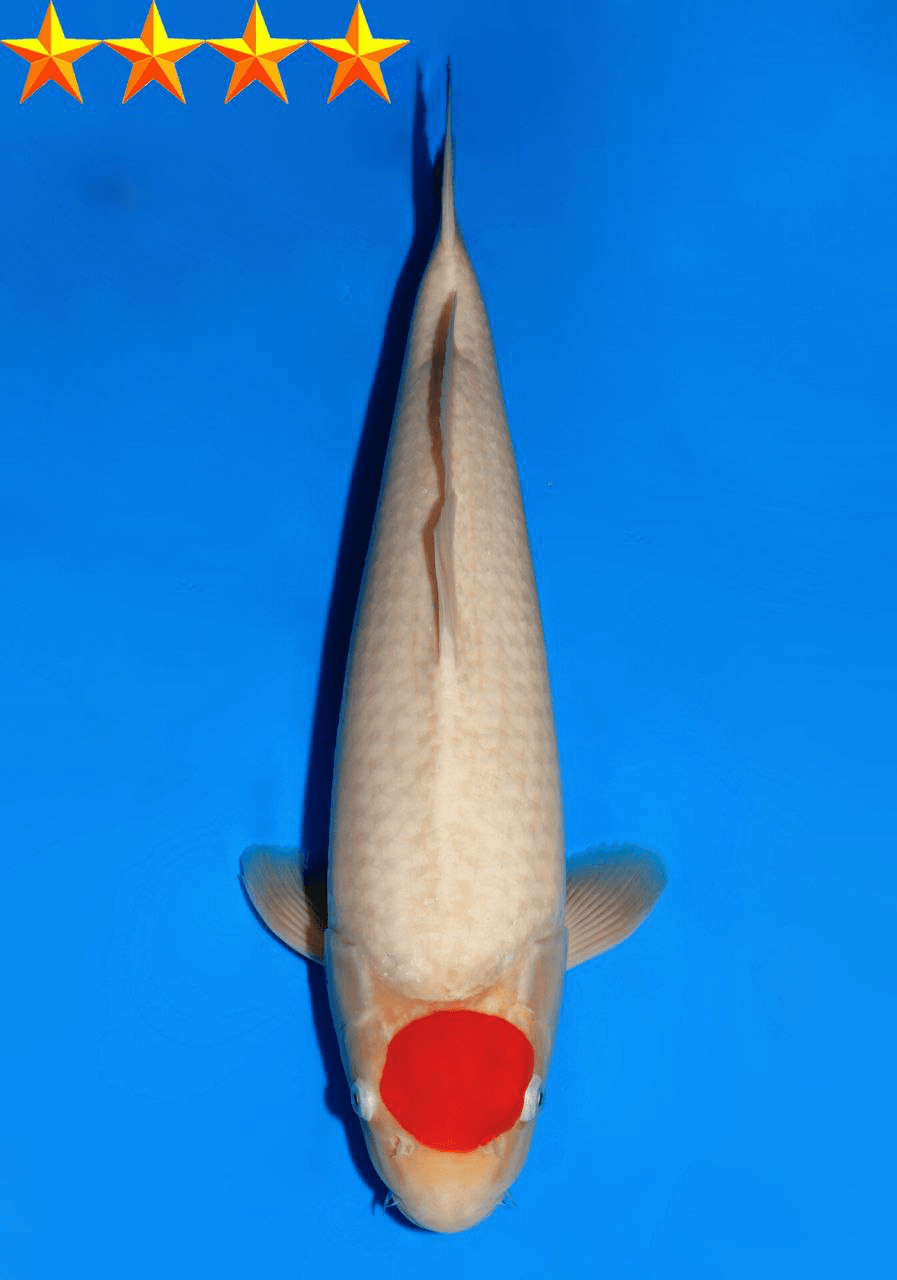 Japanse koi Dainichi RedTiger  Kohaku Nisai 44cm