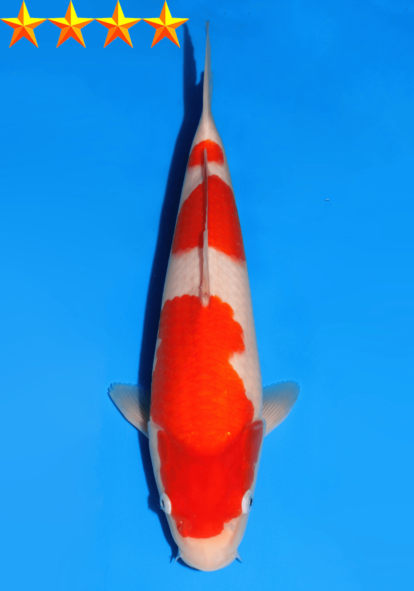 Japanse koi Dainichi Kohaku RedTiger Yonsai 47 cm Unknown