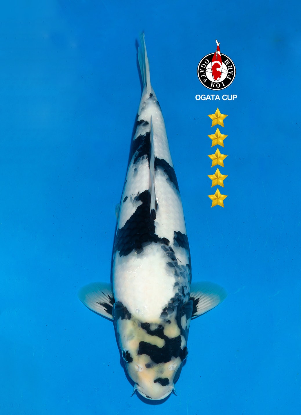 Japanse koi te koop Ogata Shiro-utsuri Omosako Nisai 39 cm Female