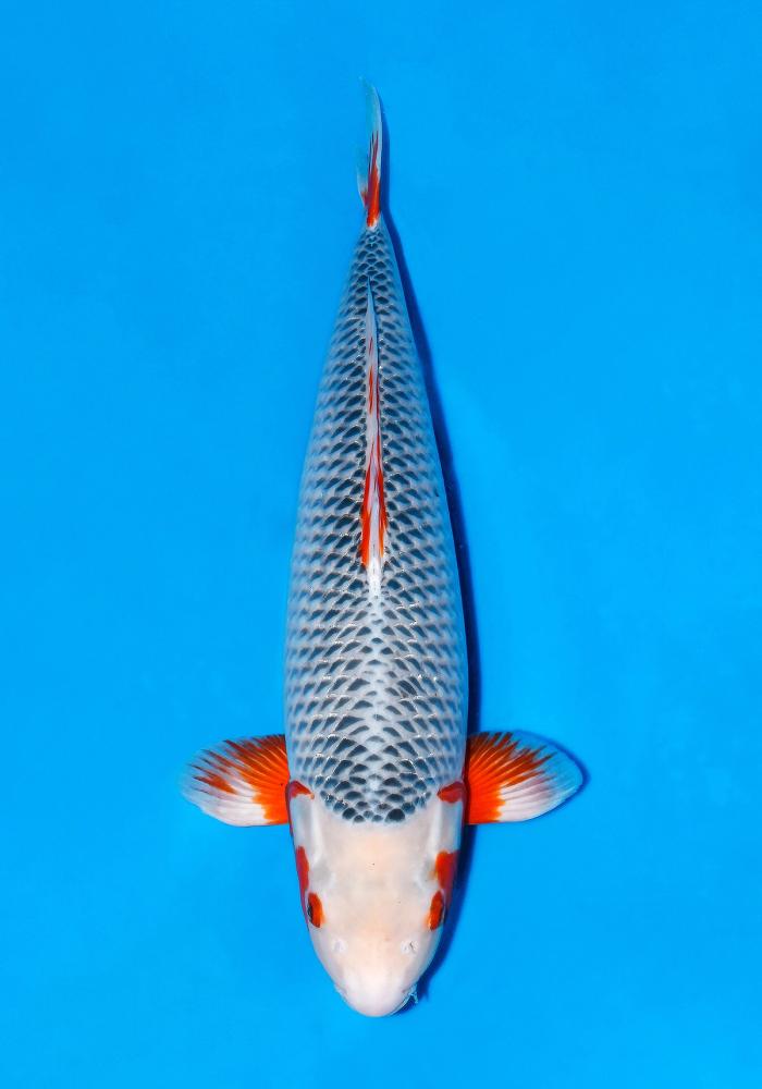 Japanse koi Yamaju Asagi Rokusai + 71 cm Female